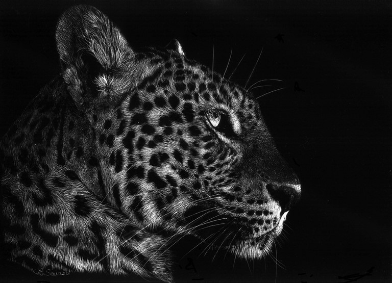 Scratchboard de jaguar par Laurence Saunois, peintre animalier