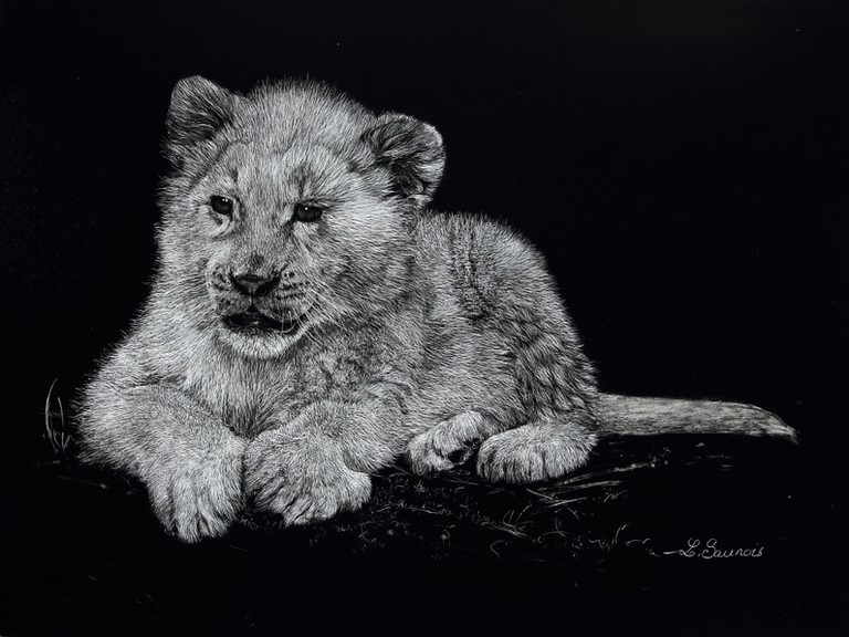 Scratchboard de lionceau blanc par la peinter animalier Laurence Saunois