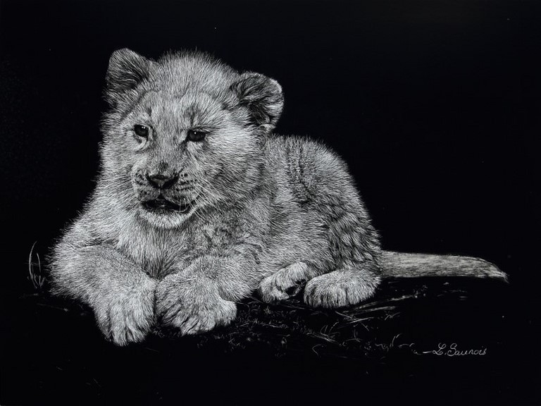 Scratchboard Tigreau by Laurence Saunois, animal artist