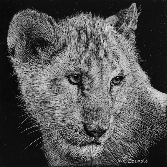 Scratchboard Tigreau by Laurence Saunois, animal artist