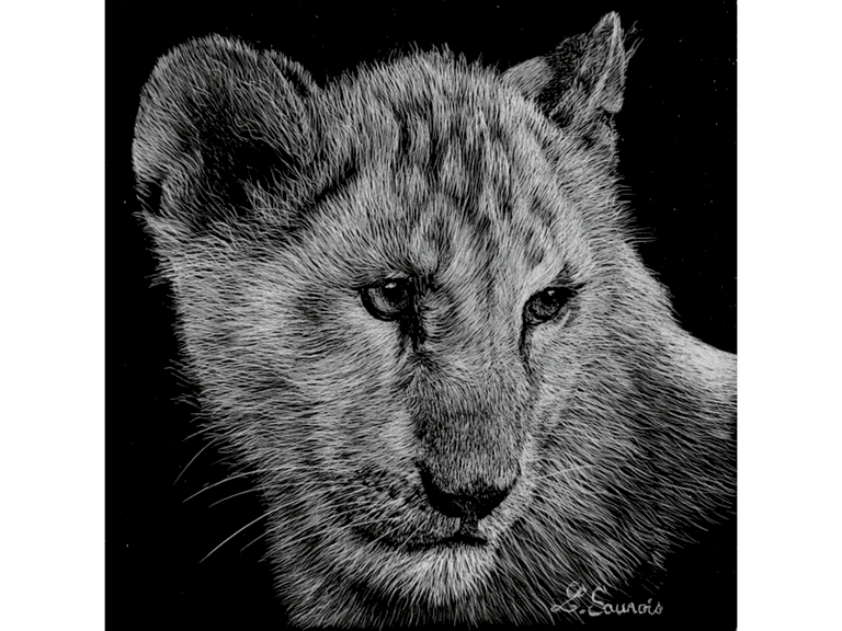 Scratchboard de lionçeau par Laurence Saunois, artiste peintre animalier