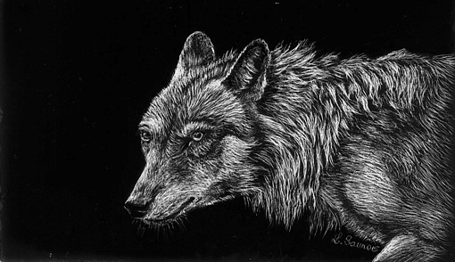 Scratchboard de loup par Laurence Saunois, artiste peintre animalier