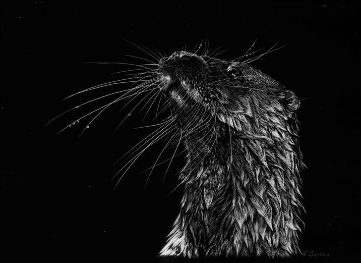 Scratchboard de loutre d'Europe  par Laurence Saunois, artiste peintre animalier