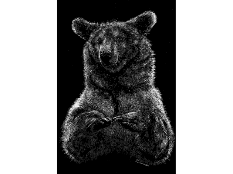 Scratchboard d'Ours des Pyrénées par Laurence Saunois, artiste peintre animalier