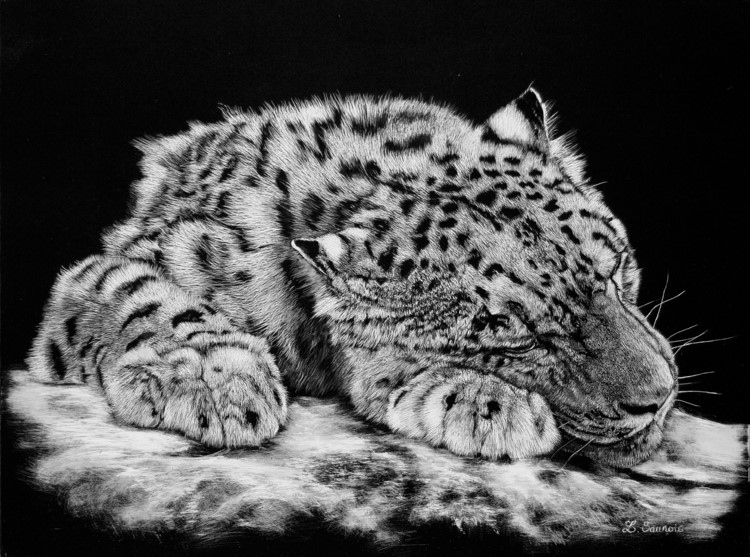 Scratchboard of snow panther by Laurence Saunois, animal artist