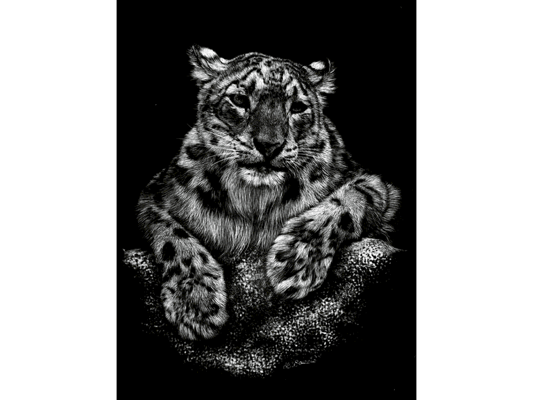 Scratchboard panthère par Laurence Saunois, artiste peintre animalier