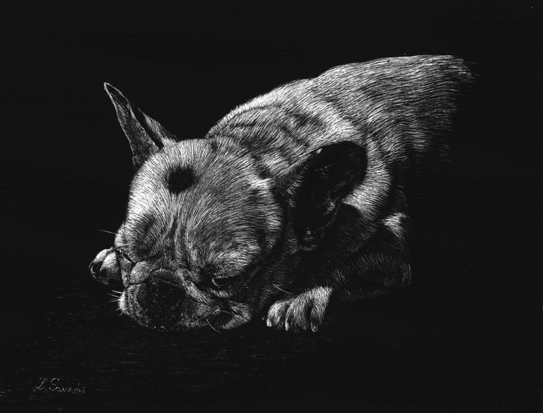 Scratchboard of dog by Laurence Saunois, animal artist