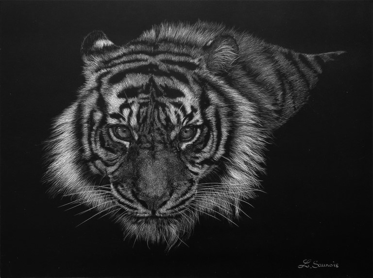 Scratchboard of tiger by Laurence Saunois, animal artist