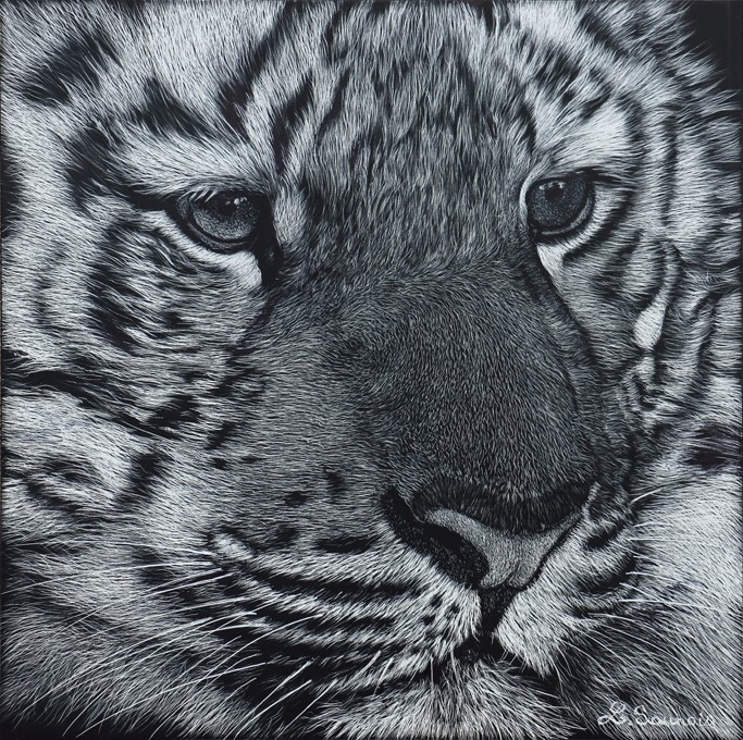 Scratchboard Tigreau by Laurence Saunois, animal artist