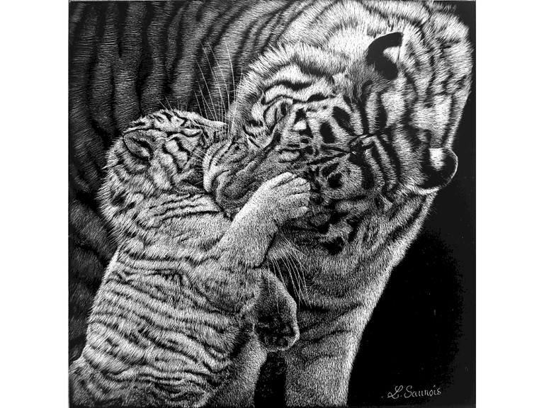 Scratchboard de tigres par Laurence Saunois, artiste peintre animalier