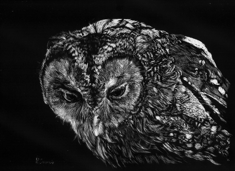 Scratchboard of owl by Laurence Saunois, animal artist