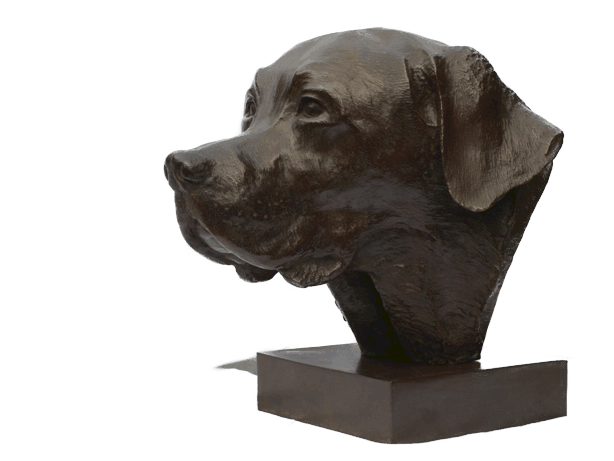 Original sculpture in bronze representing a life-size Labrador dog bust