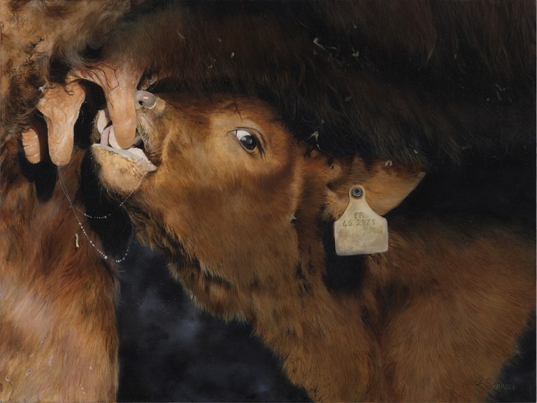 Peinture de veau par Laurence Saunois, artiste peintre animalier
