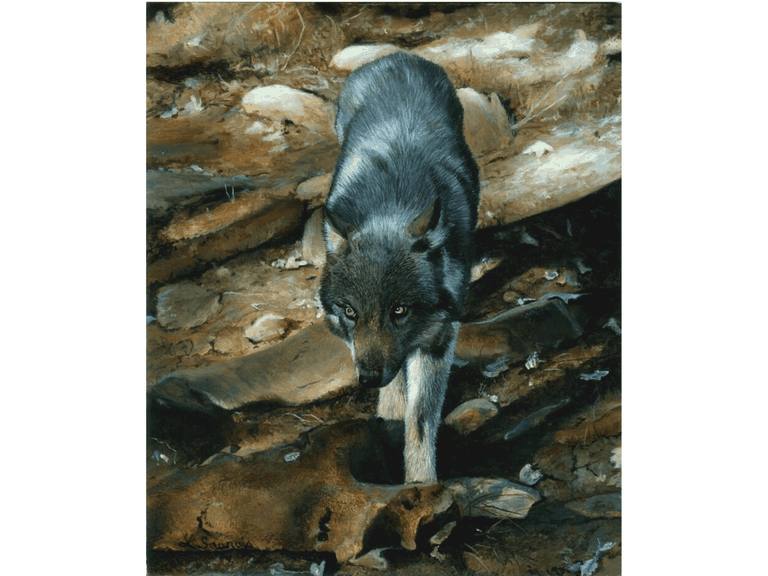 Peinture de jeune loup par Laurence Saunois, artiste peintre animalier