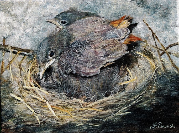 Rouges-queues au nid