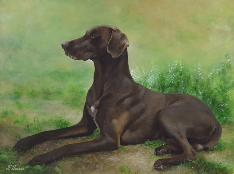 Tableau de chien Braque allemand par la peintre animalier Laurence Saunois