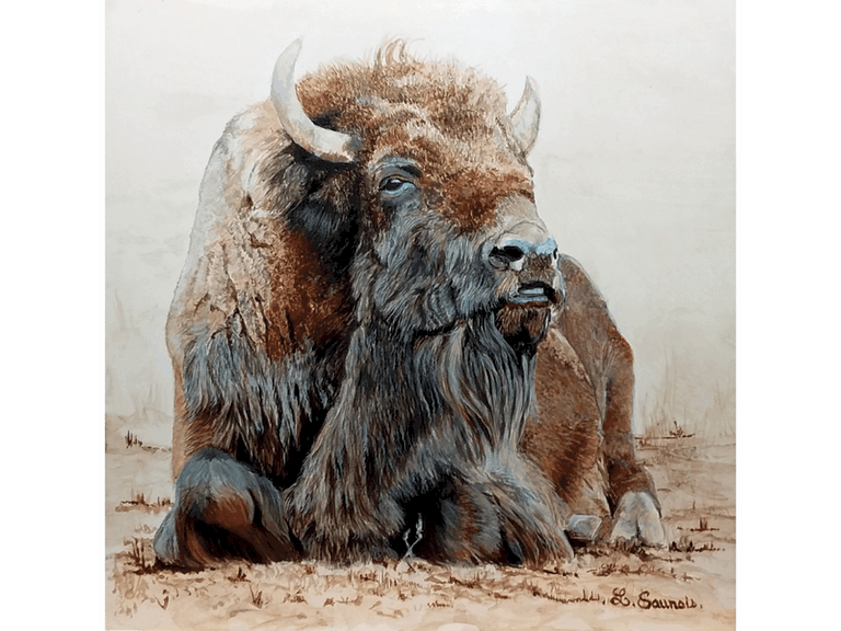 Peinture de bison d'Amérique ; peintre animalier Laurence Saunois