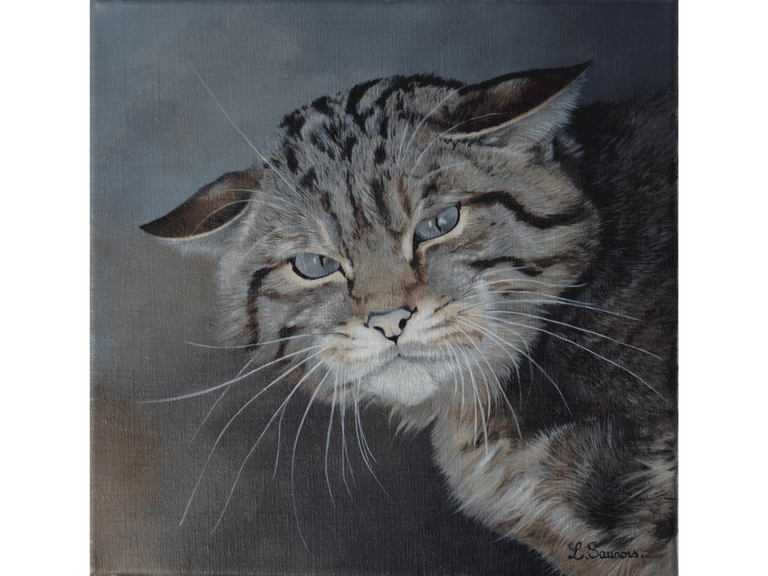Peinture de chat sauvage par Laurence Saunois, artiste peintre animalier