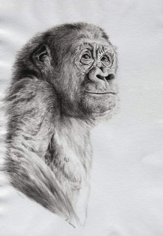 Dessin d'un jeune gorille par Laurence Saunois, artiste animalier