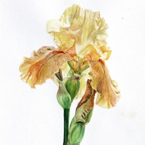 Aquarelle Botanique d'iris jaune par Laurence Saunois, artiste peintre animalier