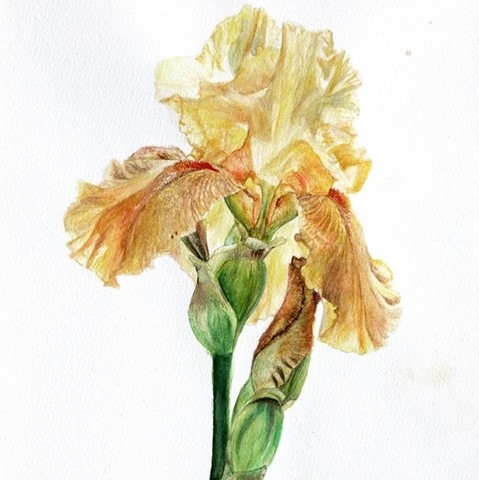 Aquarelle botanique d'iris jaune sur papier par Laurence Saunois