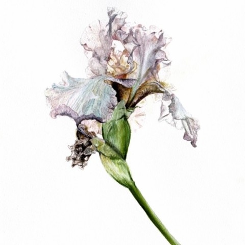 Aquarelle Botanique d'iris violet par Laurence Saunois, artiste peintre animalier