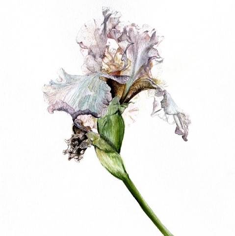 Aquarelle botanique d'iris violet sur papier par Laurence Saunois