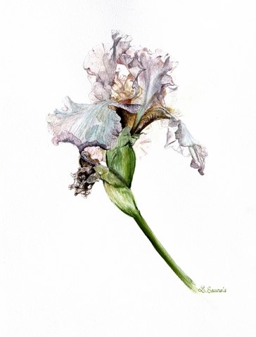 Aquarelle Botanique d'iris violet par Laurence Saunois, artiste peintre animalier