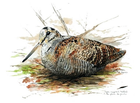 Woodcock realized with the woodcock feather by Laurence Saunois, animal artist