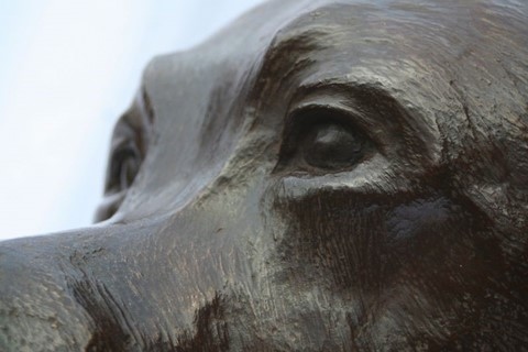 Sculpture de labrador par Laurence Saunois, artiste peintre animalier