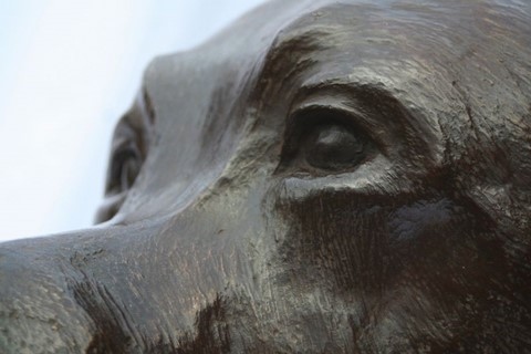 Sculpture en bronze d'un buste de labrador par l'artiste Laurence Saunois