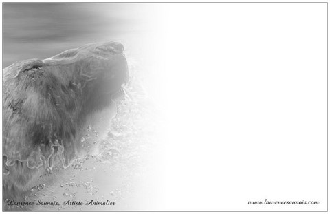 Carte postale d'une peinture d'ours polaire (verso) : peintre animalier Laurence Saunois