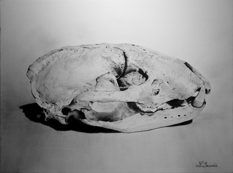 Dessin de crâne de blaireau par Laurence Saunois, artiste animalier