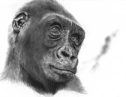 Drawing of gorilla by Laurence Saunois, Animal Artist