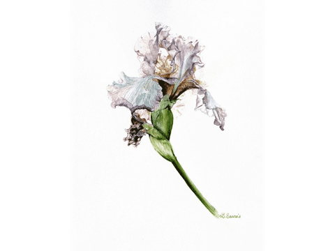 Aquarelle Botanique d'iris violet par Laurence Saunois, artiste peintre animalier