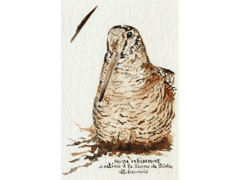 Woodcock drawn with a woodcock's feather by Laurence Saunois, animal artist. (pp50)