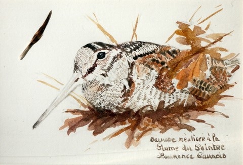 Dessin de bécasse réalisée à la plume du peintre par Laurence Saunois, peintre animalier