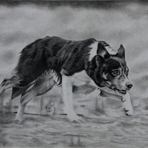 Dessin d'un Border Collie par la peintre animalier Laurence Saunois