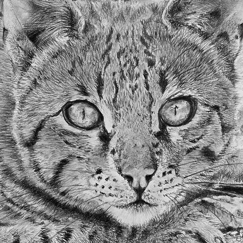 Dessin d'un chat Ocicat - détails - par Laurence Saunois, Artiste animalier