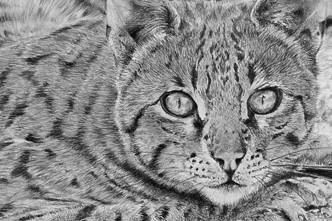 Dessin d'un chat Ocicat (détails) par Laurence Saunois, artiste animalier