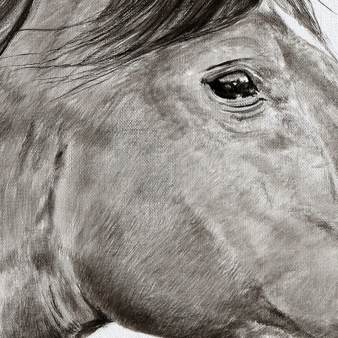 Arabian horse drawing - details - by Laurence Saunois, animal artist