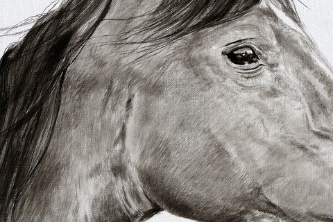 Dessin de cheval PSA (détails) par Laurence Saunois, Artiste animalier