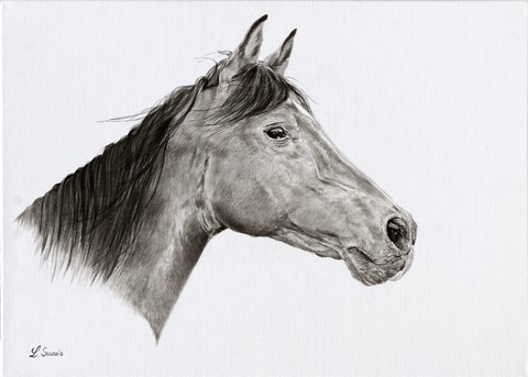 Drawing of horse by Laurence Saunois, animal artist