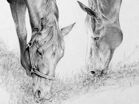 Dessin de chevaux au pré (détails) : Laurence Saunois, Peintre animalier