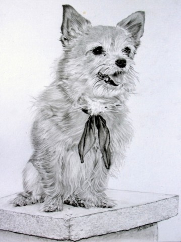 Dessin de petit chien aux crayons graphites par Laurence Saunois