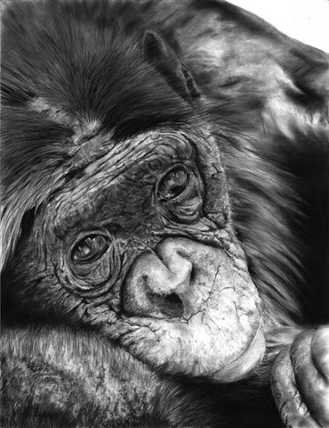 Dessin de Chimpanzé par Laurence Saunois, Artiste animalier