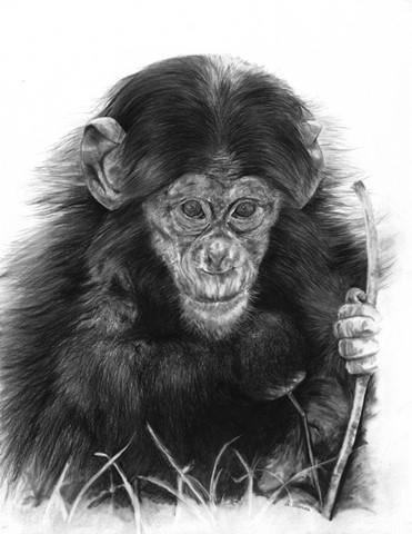 Drawing of gorilla by Laurence Saunois, Animal Artist
