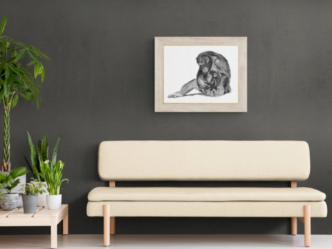 Dessin de chimpanzés dans un salon : peintre animalier Laurence Saunois