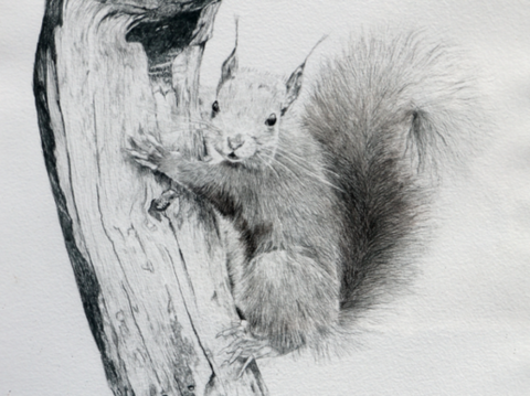 Dessin d'un écureuil sur une branche réalisé à l'encre de Chine