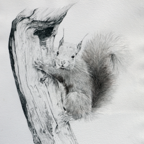 Dessin d'un écureuil accroché à une branche par Laurence Saunois, peintre animalier
